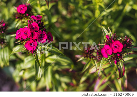 Blooming Purple Turkish cloves close up. Dianthus barbatus. Garden plants. Blooming Purple Turkish cloves close up. Dianthus barbatus. Garden plants. 116270009