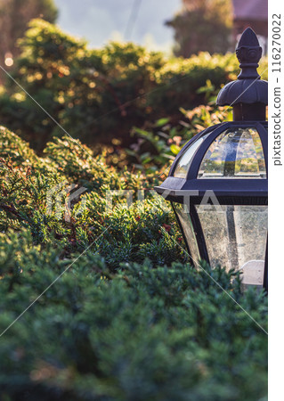Old vintage garden lantern between green pine bushes in the garden Old vintage garden lantern between green pine bushes in the garden 116270022