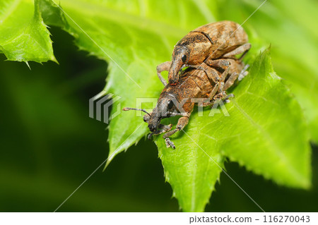 Striped boll weevil (pair) 116270043