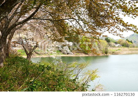 Spring in Yuda 116270130