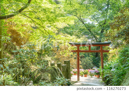 Hydrangeas and torii gates in the Hydrangea Corridor at Okadera Temple, Asuka Village, Nara Prefecture Hydrangeas and torii gates in the Hydrangea Corridor at Okadera Temple, Asuka Village, Nara Prefecture 116270273