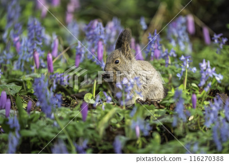 A Hokkaido squirrel strolling among Corydalis japonica and Dogtooth Violets A Hokkaido squirrel strolling among Corydalis japonica and Dogtooth Violets 116270388