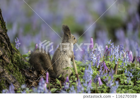 A Hokkaido squirrel strolling among Corydalis japonica and Dogtooth Violets 116270389