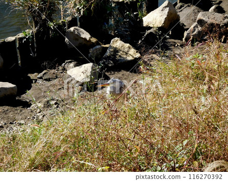 Young Grey Heron, Yokohama, Katabira River Young Grey Heron, Yokohama, Katabira River 116270392