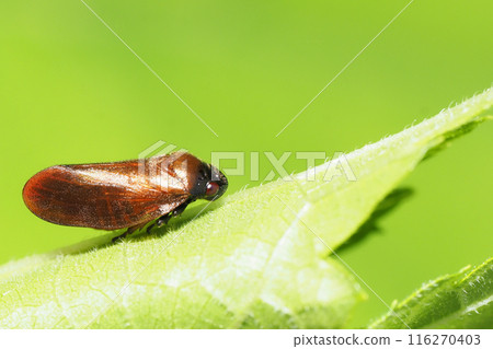 Kogashira Awafuki Kogashira Awafuki 116270403