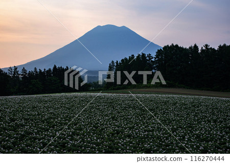 Sunrise over Mt. Yotei from Niseko Sunrise over Mt. Yotei from Niseko 116270444