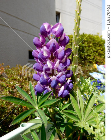Purple Lupine 116270453