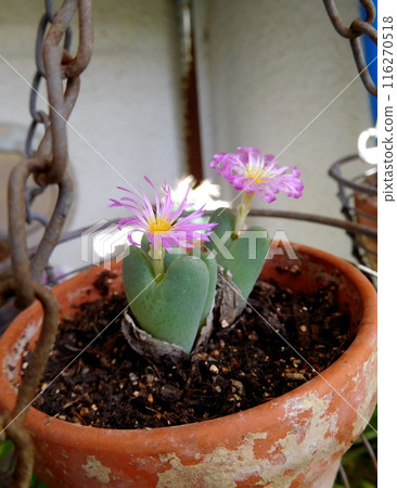 Pink conophytum flower Pink conophytum flower 116270518