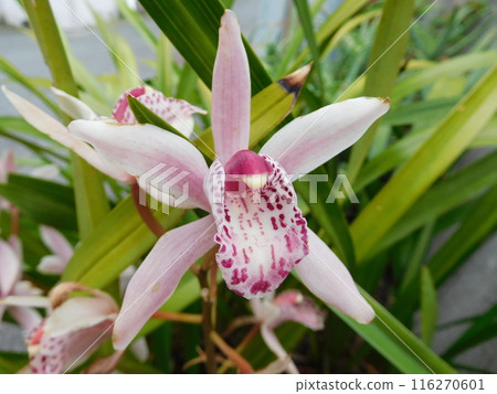 Cymbidium Cymbidium 116270601