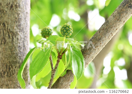 Flowers and fruits of the mountain laurel Flowers and fruits of the mountain laurel 116270662