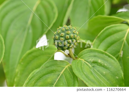 Yamaboushi (Yamaboushi) 的花和果實 116270664