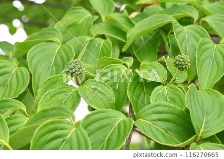 Flowers and fruits of the mountain laurel 116270665