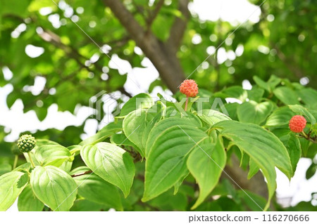 Flowers and fruits of the mountain laurel 116270666