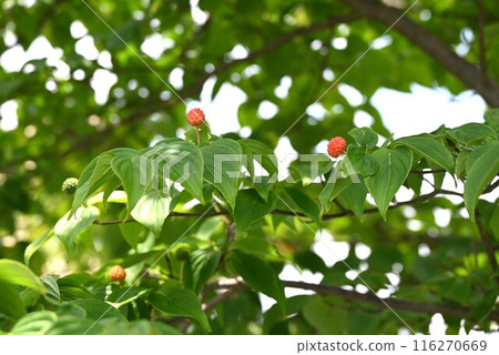 Flowers and fruits of the mountain laurel 116270669