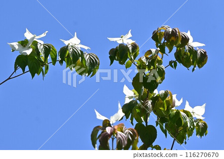 Flowers and fruits of the mountain laurel 116270670