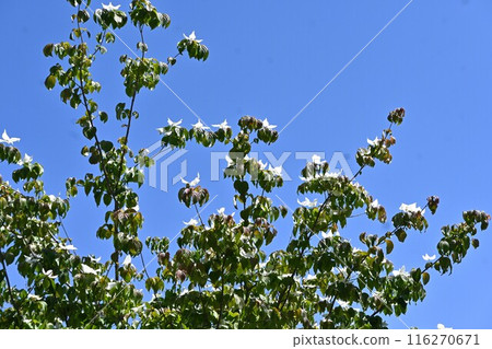 Flowers and fruits of the mountain laurel 116270671