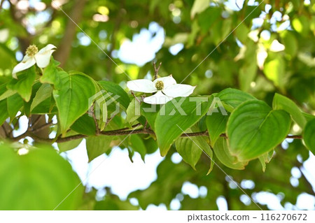 Flowers and fruits of the mountain laurel Flowers and fruits of the mountain laurel 116270672