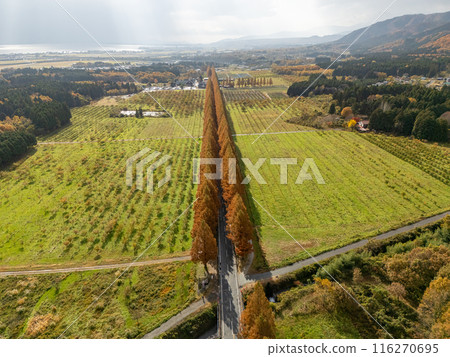Aerial view of Metasequoia trees turning red in autumn, Makino, Shiga Prefecture 116270695