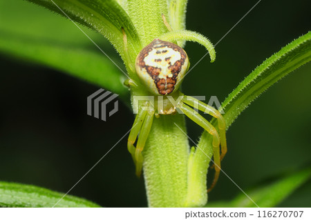 Hanagumo Hanagumo 116270707