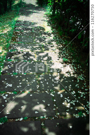boardwalk shade 116270750