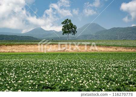 Potato field and Yotei mountain 116270778