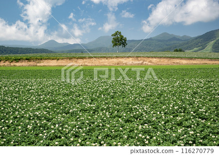 Potato field and Yotei mountain Potato field and Yotei mountain 116270779