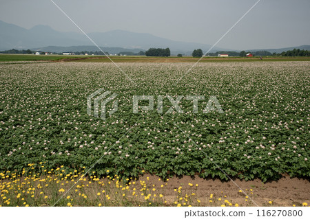 馬鈴薯田和羊蹄山 116270800