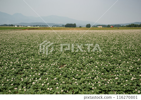 馬鈴薯田和羊蹄山 116270801
