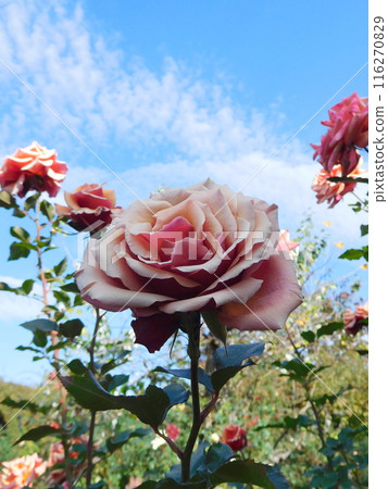 Anne Henderson Rose 116270829