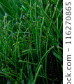 Underwater plants, seaweed, eelgrass (Syringodium isoetifolium) 116270865