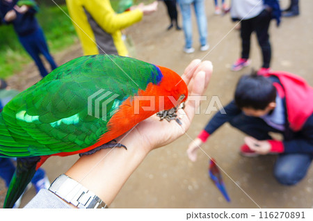 Colorful birds eating sunflower seeds Colorful birds eating sunflower seeds 116270891