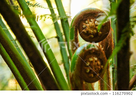 Close-up of fern, tree fern 116270902