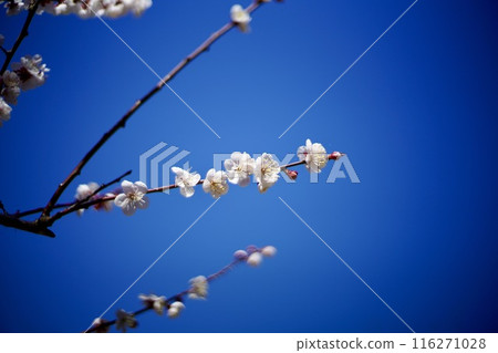 White plum shining in the blue sky 116271028