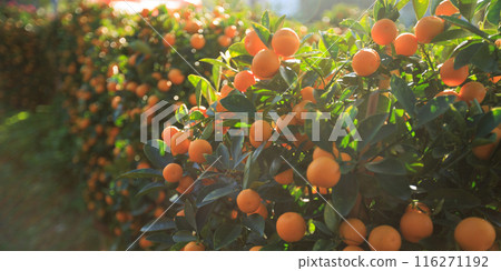 Mandarin oranges grow on tree for a happy chinese new year's decoration 116271192