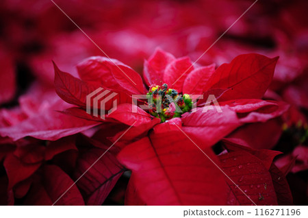 Red poinsettia Christmas flowers in garden Red poinsettia Christmas flowers in garden 116271196
