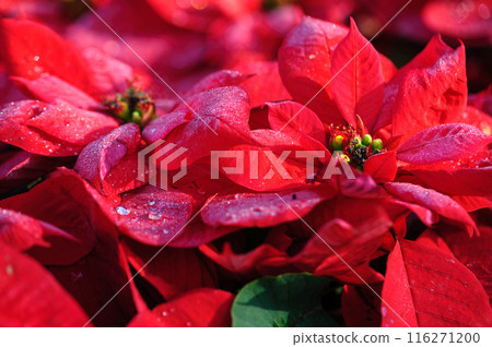 Red poinsettia Christmas flowers in garden 116271200