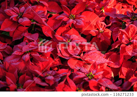 Red poinsettia Christmas flowers in garden Red poinsettia Christmas flowers in garden 116271233