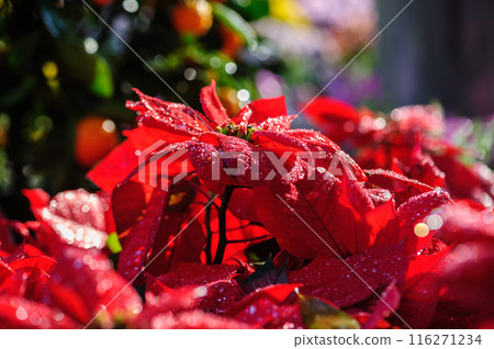 Red poinsettia Christmas flowers in garden Red poinsettia Christmas flowers in garden 116271234