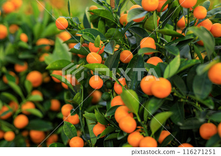 Mandarin oranges grow on tree for a happy chinese new year's decoration 116271251