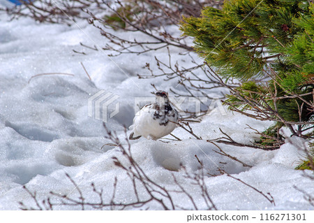 Raicho (Murodo, Toyama Prefecture) Raicho (Murodo, Toyama Prefecture) 116271301
