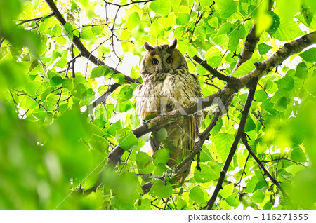 Adult Long-eared Owl 116271355