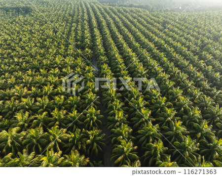 Aerial view of coconut trees field Aerial view of coconut trees field 116271363