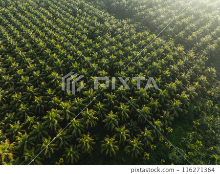 Aerial view of coconut trees field 116271364