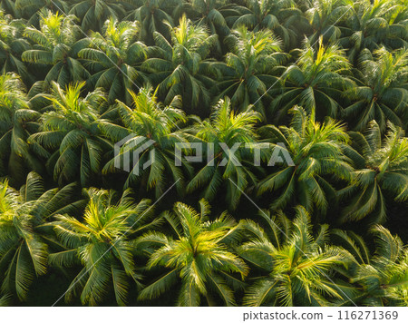 Aerial view of coconut trees field 116271369