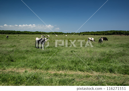 The magnificent ranches of Hokkaido The magnificent ranches of Hokkaido 116271551