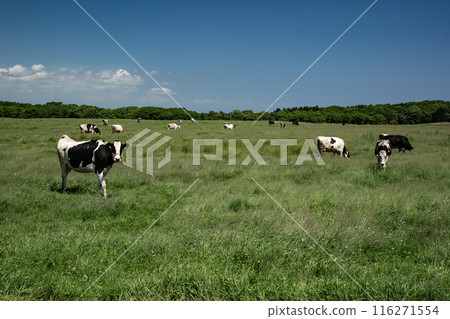 北海道宏偉的牧場 116271554