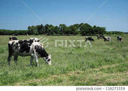 The magnificent ranches of Hokkaido The magnificent ranches of Hokkaido 116271559