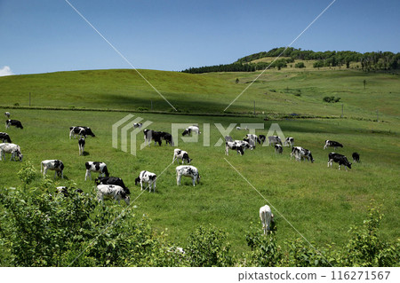 The magnificent ranches of Hokkaido 116271567