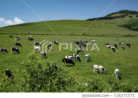 The magnificent ranches of Hokkaido The magnificent ranches of Hokkaido 116271571