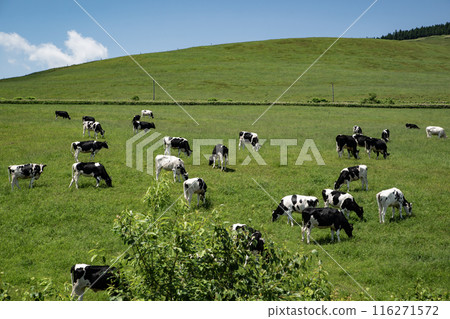 The magnificent ranches of Hokkaido 116271572